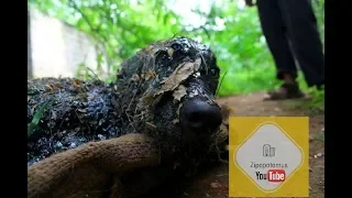 dog rescued from tar #Animal Aid Unlimited, India