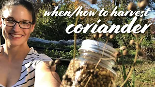 When & How to Harvest Coriander (Cilantro Seed) + Drying/Storing Tips