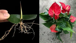 I bred Anthurium from only 1 leaf