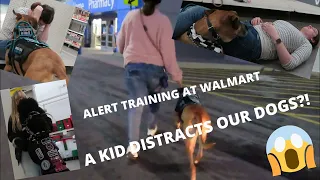 KID DISTRACTS OUR DOGS?! Dog Left in a Car at Walmart? (1/2 Service Dog Training Vlog)