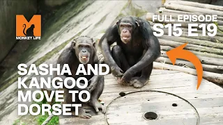 Rescuing Sasha and Kangoo | Season 15 Episode 19 | Full Episode | Monkey Life