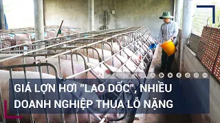 Giá lợn hơi "lao dốc", nhiều doanh nghiệp thua lỗ nặng | VTC Tin mới