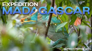 Reptiles & Amphibians of MADAGASCAR (Herping Expedition 2022)