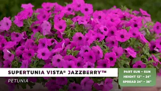 Supertunia Vista Jazzberry from Proven Winners