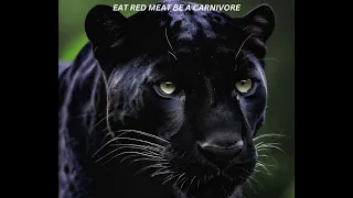 PANTHER CARNIVORE VID COOL 1