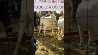 Козел чешет зад рогами