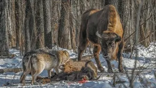 15 Tragische Und Herzzerreißende Momente Von Bösartigen Tierangriffen