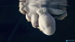 Спящий осьминог-octopus (возможно) видит сны