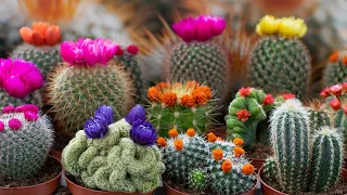 100 imágenes de diferentes tipos de cactus con sus Nombres !