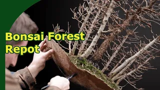 How do you repot a Larch Bonsai Forests with a broken pot?