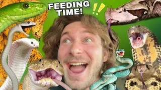 Feeding the World’s Most VENOMOUS SNAKES!