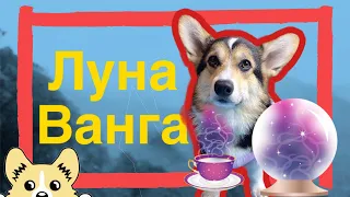 Собака Ванга предсказывает будущее