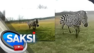 Zebra na inatake umano ang may-ari, patay sa pagbaril ng pulisya | Saksi