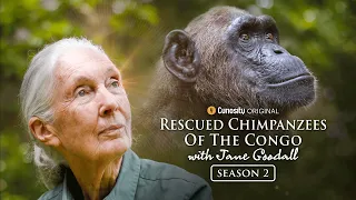 Meet Zeze & Perrine | Rescued Chimpanzees Of The Congo