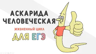 Цикл развития аскариды ЕГЭ