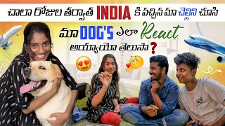 చాలా రోజుల తర్వాత India కి వచ్చిన మా చెల్లిని చూసి మా Doges ఎలా React అయ్యాయో తెలుసా