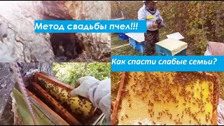 Как Спасти слабые семьи после зимовки! Метод свадьбы пчел!