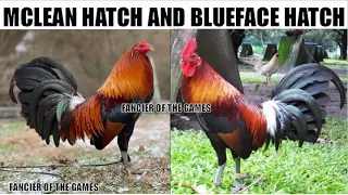 MCLEAN HATCH VS. BLUEFACE HATCH
