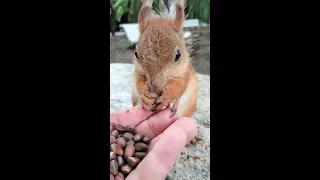 Беременная белка в июне / Pregnant squirrel in June