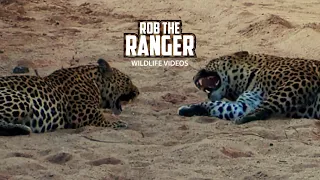 Incredible Leopard Interactions | Archive Footage