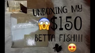 UNBOXING MY $150 DOLLAR LUXURY SHOW KOI BETTA FISH!!!! | ItsAnnaLouise