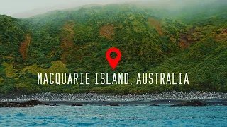 Macquarie Island, Australia (Part 2) 4K