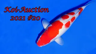 Koi-Auction # 20 | Ikarashi Ozumi