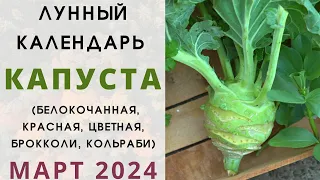 КАПУСТА: лунный посевной календарь на МАРТ 2024! Когда сеять брокколи, кольраби, цветную и кочанную?