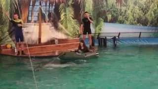 Дельфинарий на ВВЦ - 5. Дельфины катают девушку на лодке