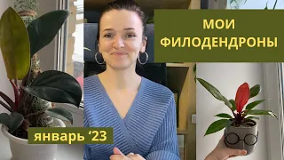 Мои филодендроны: коллекция в январе 2023