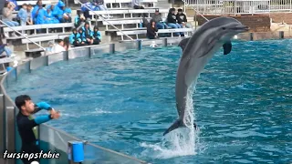 Dolphin Adventures at SeaWorld San Diego (Full Show, 03/02/2024)