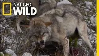 Dinnertime with Wolves | Destination WILD