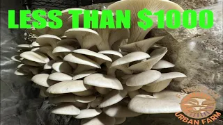 How To Start a Mushroom Farm in 2024