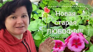 Обзор пеларгоний. Я их опять обожаю!!!