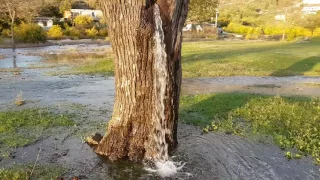 Murva Miracle! Water pouring out of a tree in Montenegro!