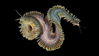 Phylum Annelida Part 2: Polychaeta (Segmented Marine Worms)