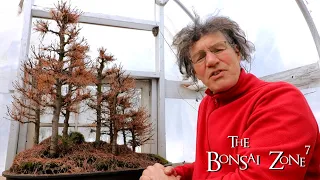 Winter Work on my Larch Bonsai Forest, Part 1, The Bonsai Zone, Feb 2020