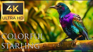 Birds 4K VIDEO UHD - Beautiful Birds Sound - Relaxing Music | Relaxing Safari