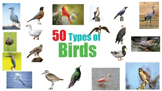 Birds Vocabulary ll 50 Birds Name In English ll Birds Name In English With Pictures