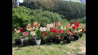 Amaryllis in bloom, 1st Hippeastrum tour 2020