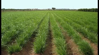 La Chufa de Valencia -España - TvAgro por Juan Gonzalo Angel