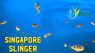 Singapore Slinger