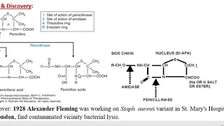 Penicillins Beta Lactams  06 05 20  RGSC