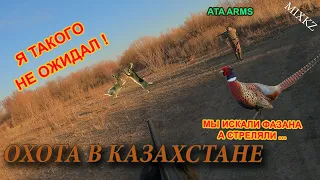 ОХОТА НА ФАЗАНА, ЗАЯЦ Открытие на реке Каратал, Талдыкорган, охота в Казахстане. mix kz