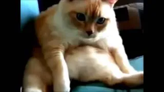 Funny cats 2013