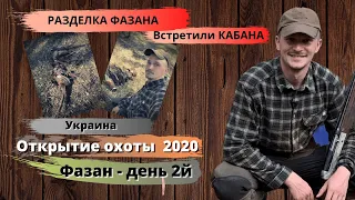 Открытие охоты на фазана 2020. День-2й. Встретили кабана. Охота на фазана в Украине. Разделка фазана