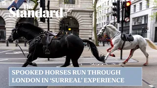 Photographer describes seeing spooked horses running through London as  'surreal'
