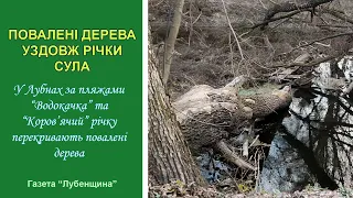 Повалені дерева уздовж річки Сула (Лубни)