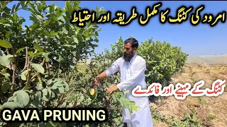 Guava (Amrood) tree pruning , fertilizer and other tips |How and when to cut guava tree |IR FARM