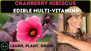 Cranberry Hibiscus: Edible Multi-Vitamins!